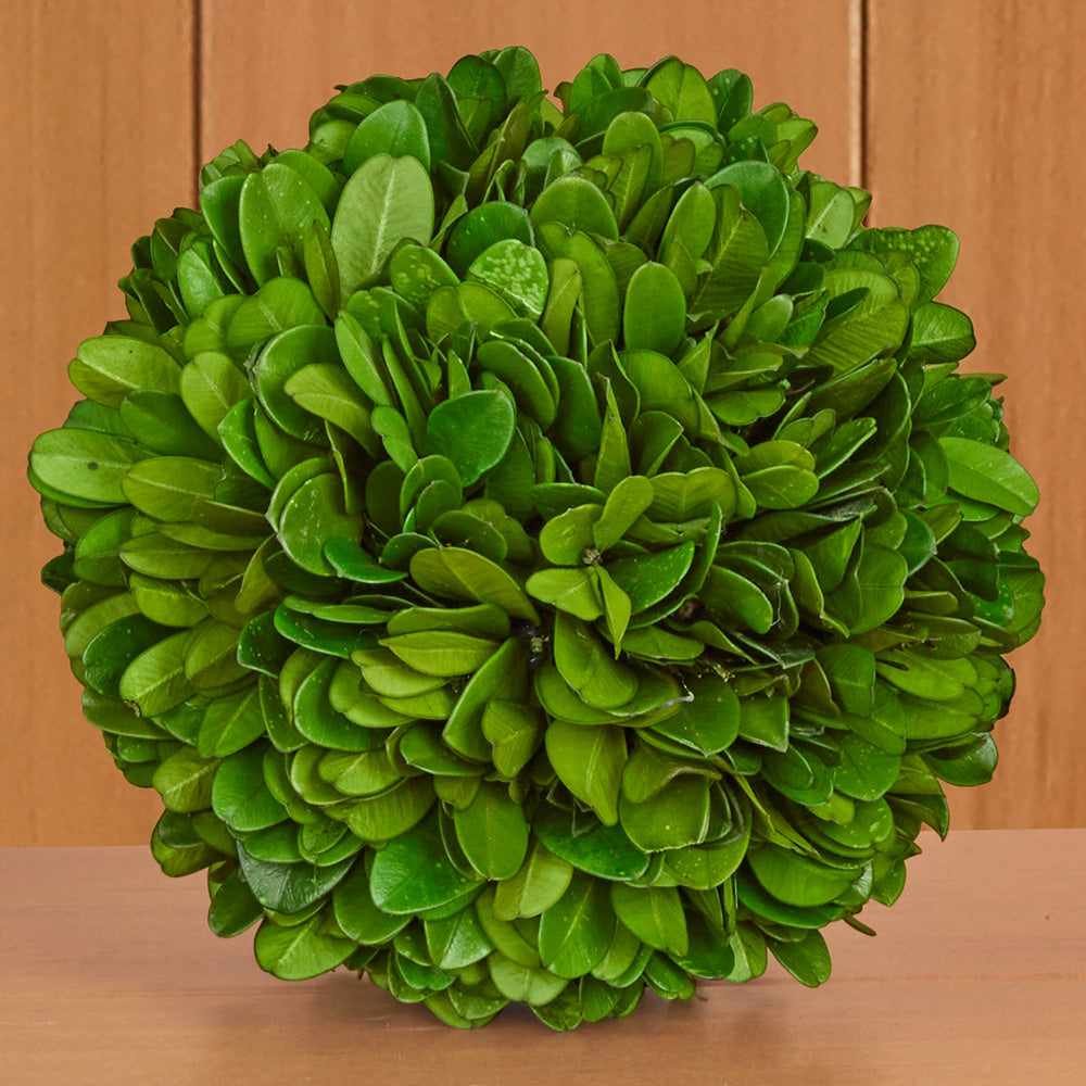 Preserved Boxwood Ball