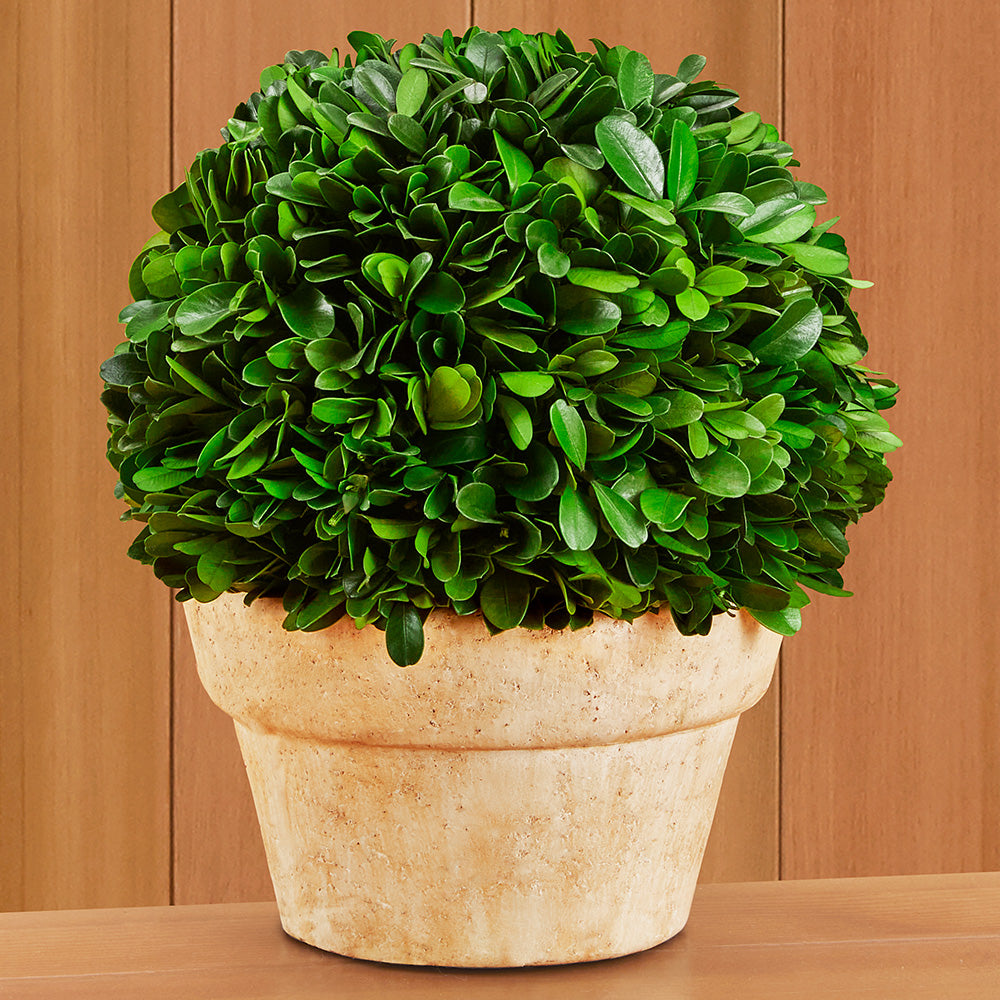 Tabletop Preserved Boxwood Topiaries