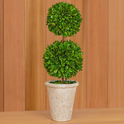 Preserved Boxwood Topiary, 20" Double Ball