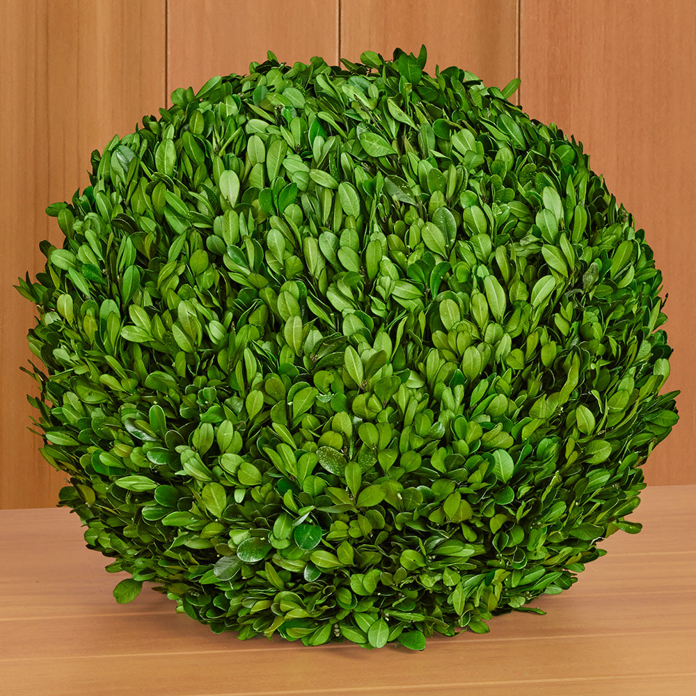 Preserved Boxwood Ball