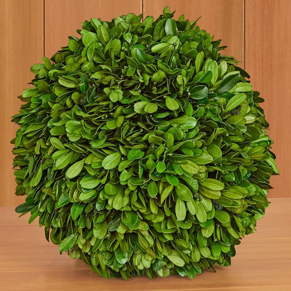 Preserved Boxwood Ball