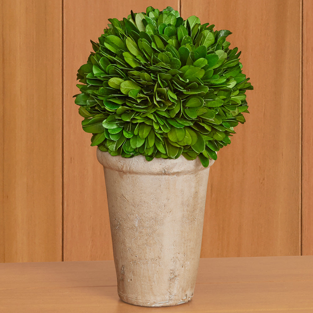 Preserved Boxwood Tabletop Topiaries