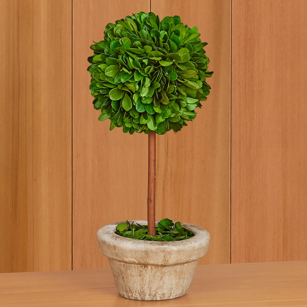Preserved Boxwood Tabletop Topiaries