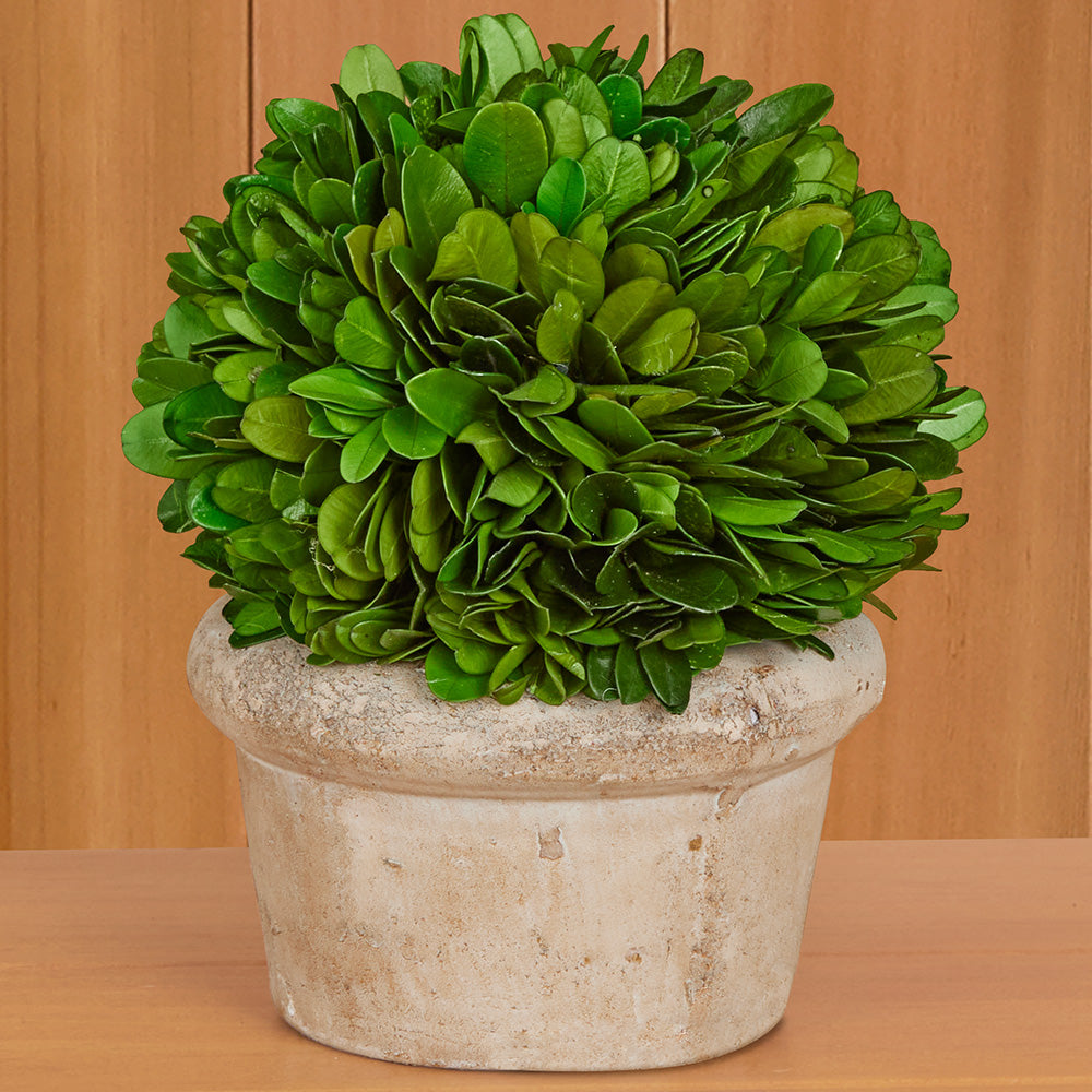 Preserved Boxwood Tabletop Topiaries