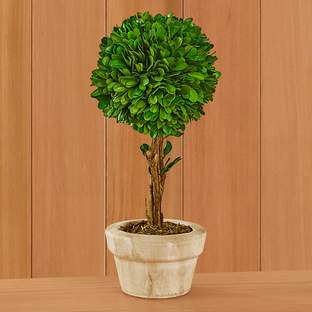Preserved Boxwood Tabletop Topiaries