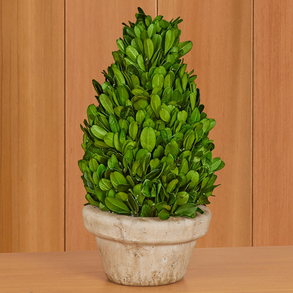 Preserved Boxwood Tabletop Topiaries