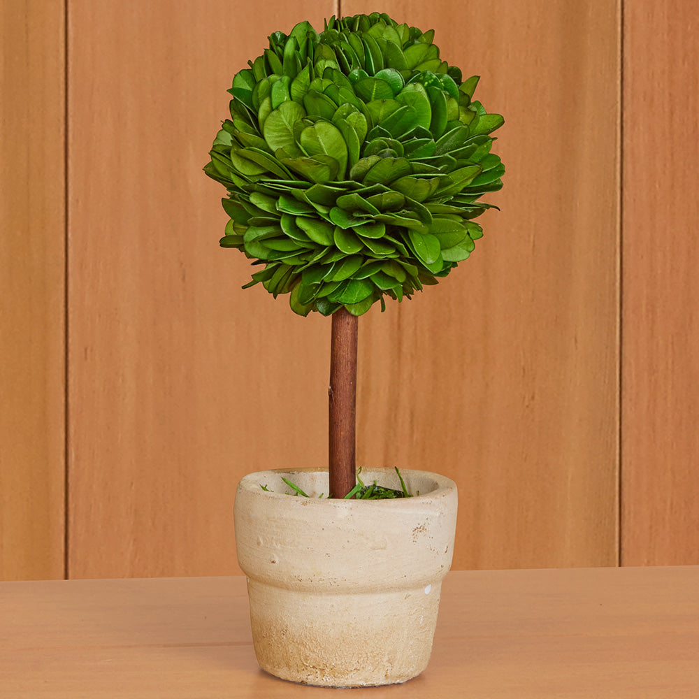 Mini Preserved Boxwood Topiaries