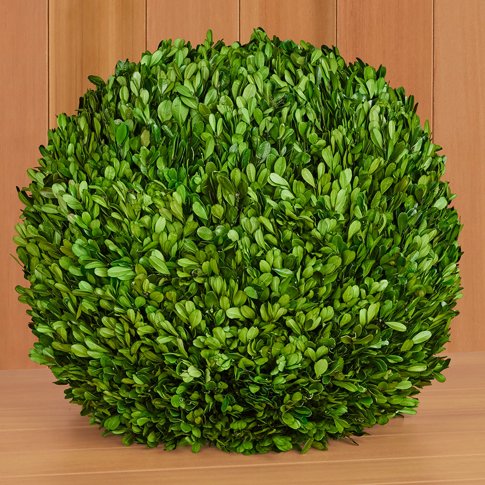 Preserved Boxwood Ball