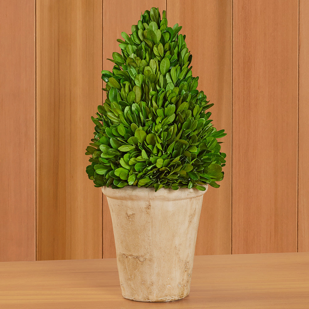 Tabletop Preserved Boxwood Topiaries