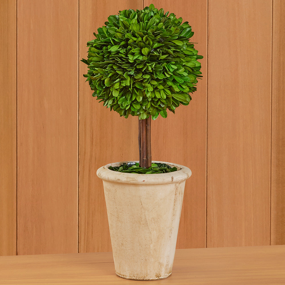 Tabletop Preserved Boxwood Topiaries