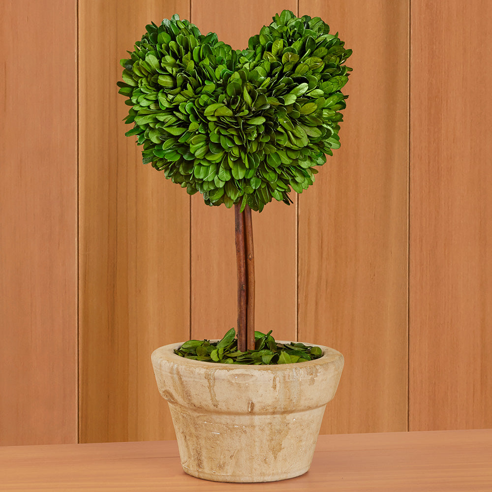Tabletop Preserved Boxwood Topiaries