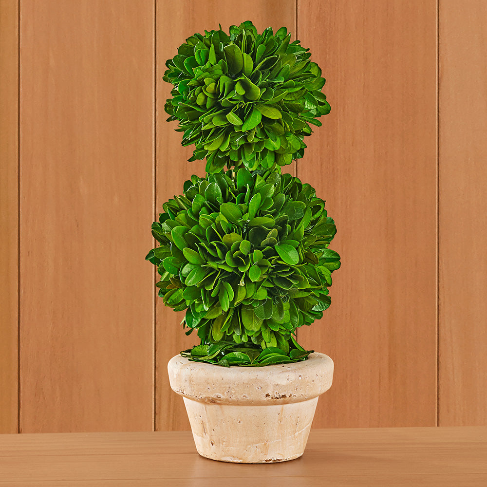 Tabletop Preserved Boxwood Topiaries