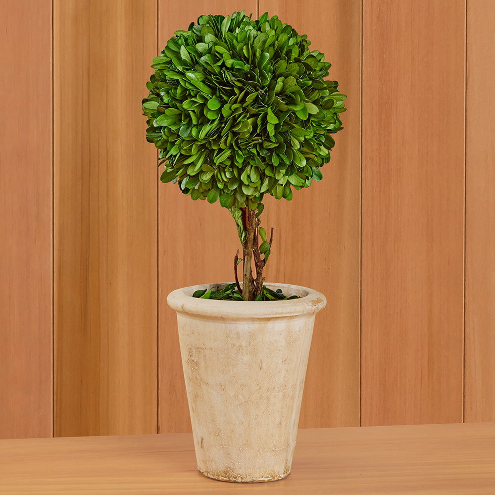 Tabletop Preserved Boxwood Topiaries