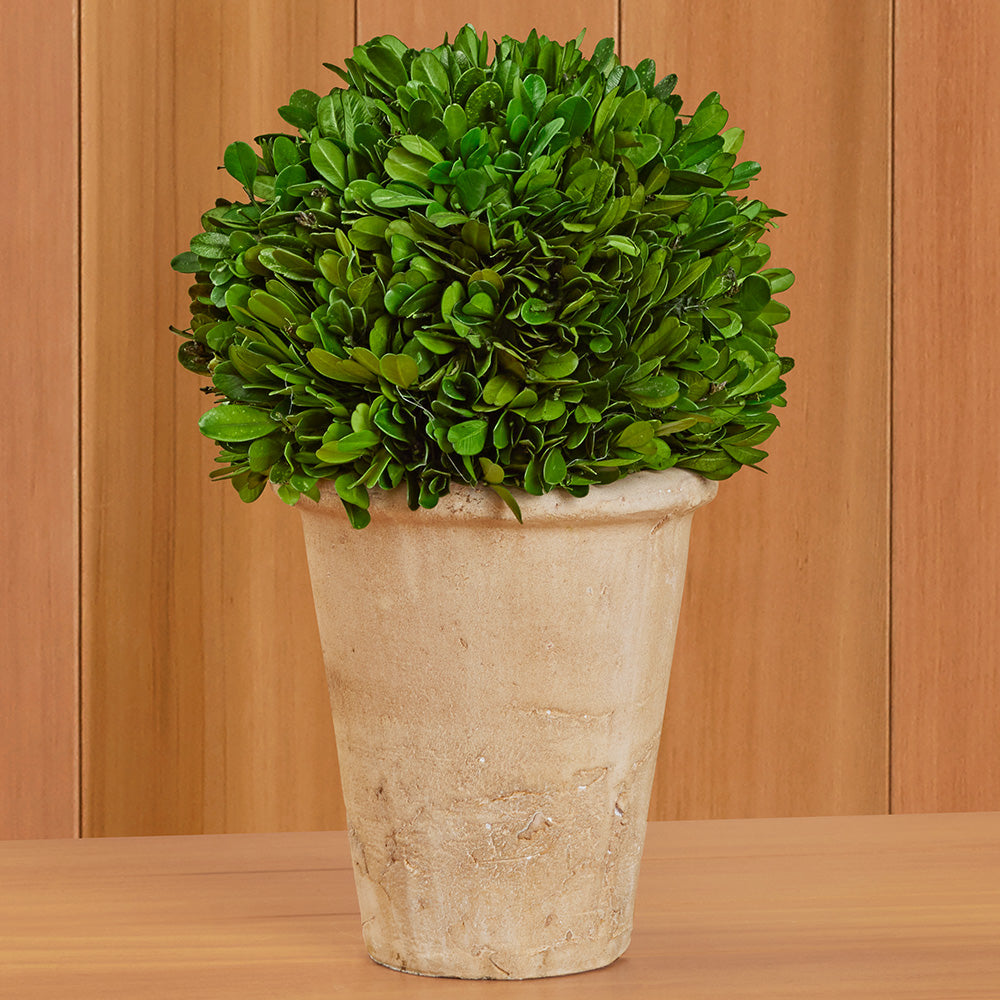 Tabletop Preserved Boxwood Topiaries