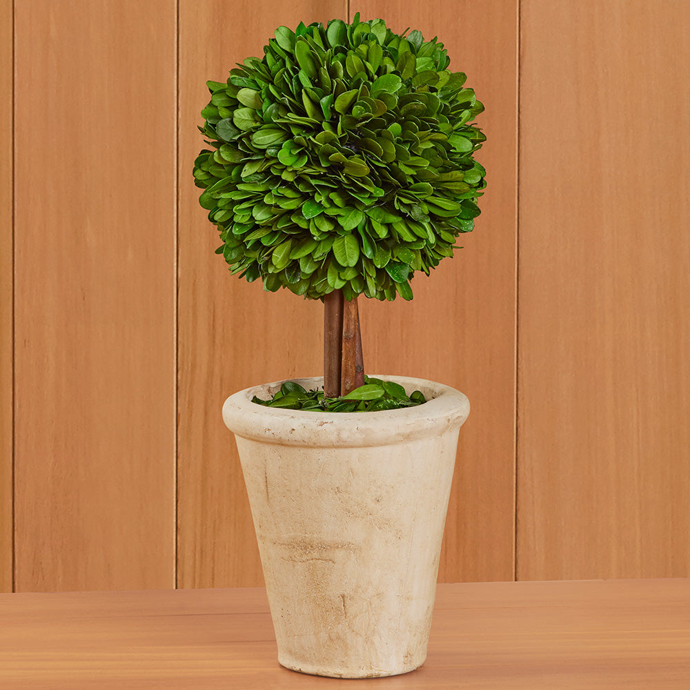 Tabletop Preserved Boxwood Topiaries