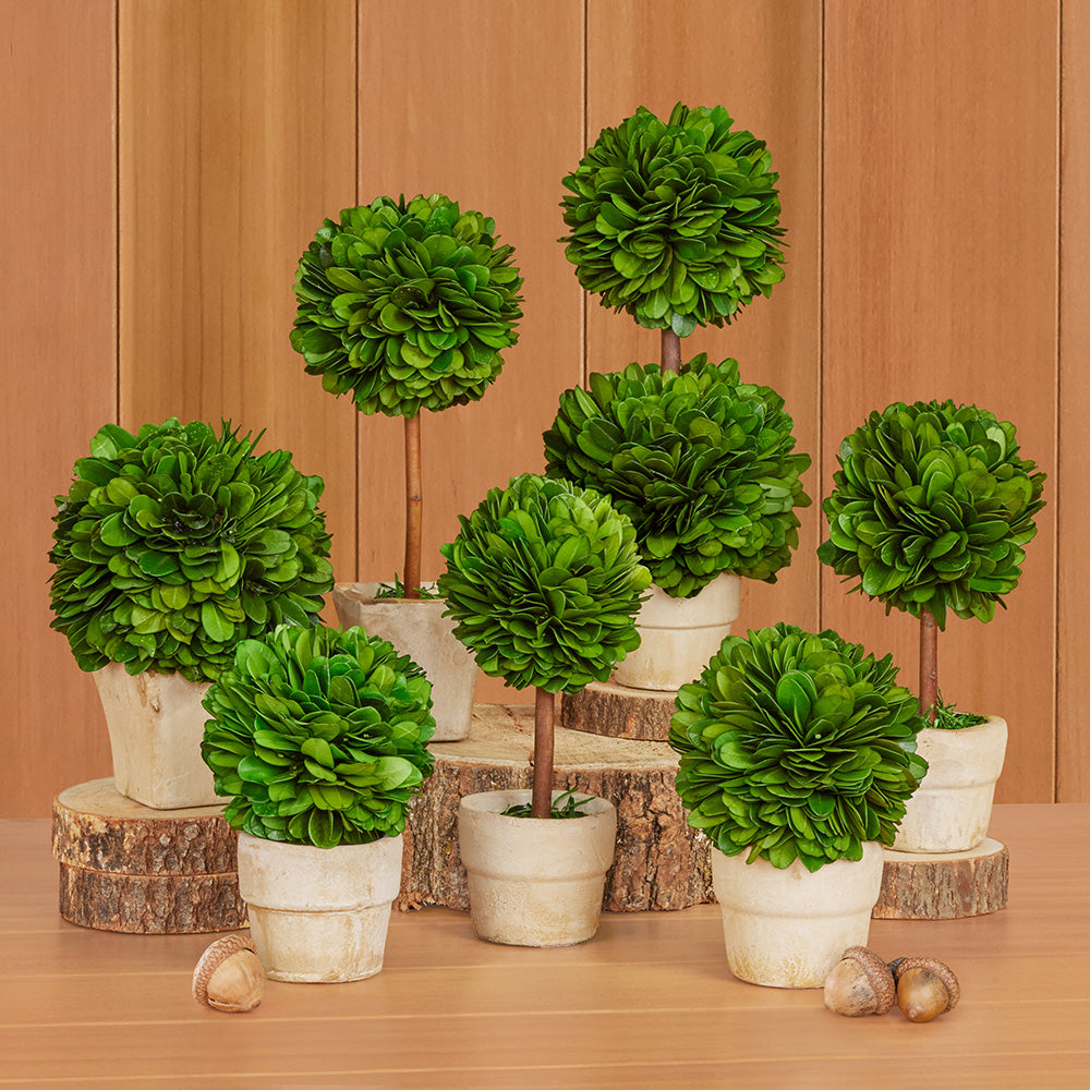 Mini Preserved Boxwood Topiaries
