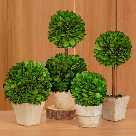 Mini Preserved Boxwood Topiaries