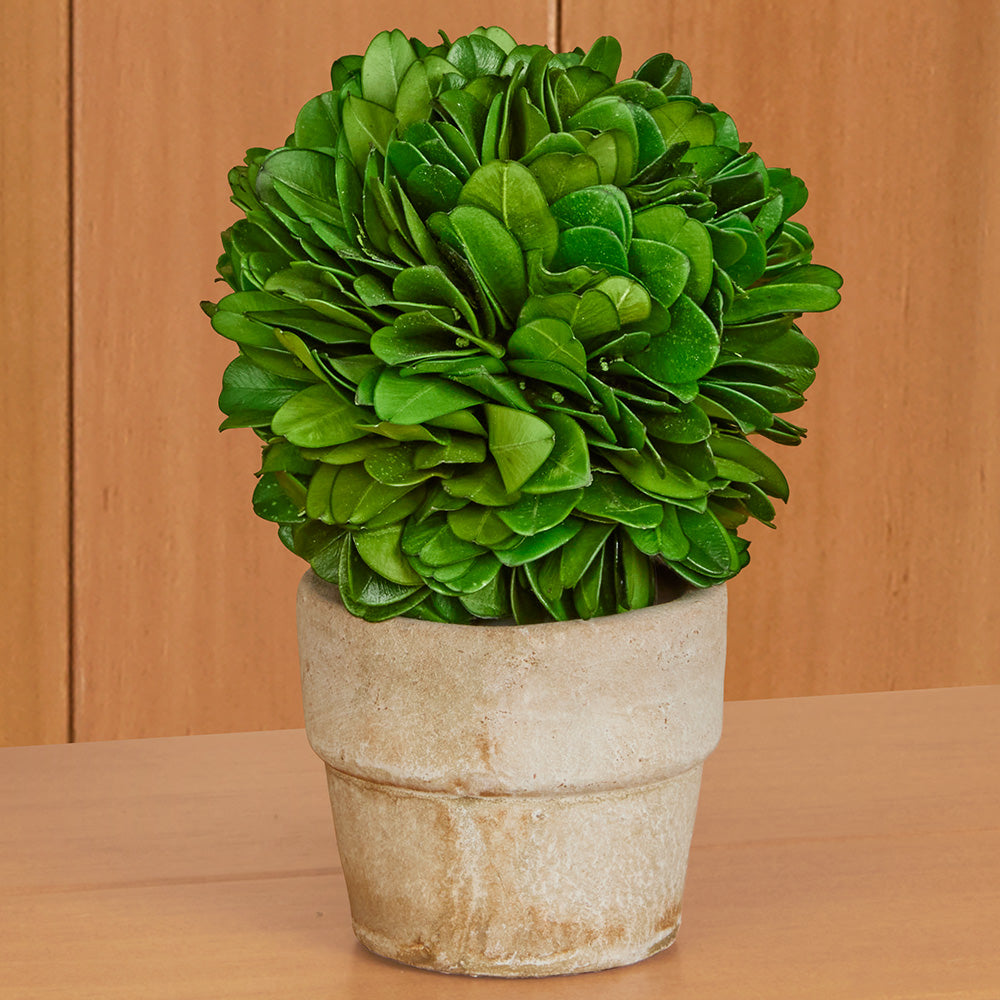 Mini Preserved Boxwood Topiaries