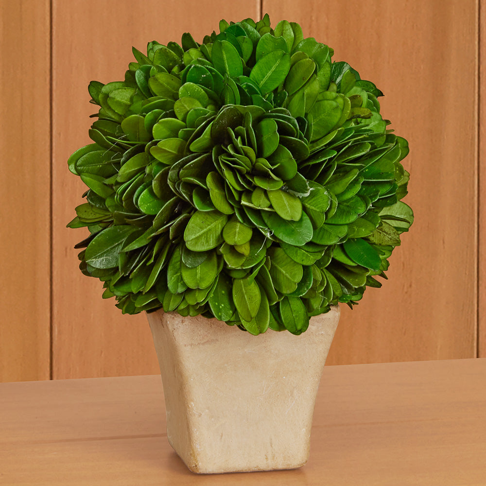 Mini Preserved Boxwood Topiaries