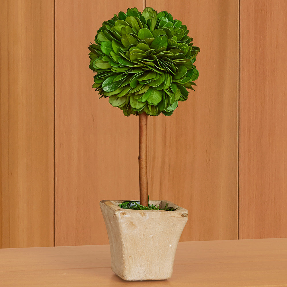 Mini Preserved Boxwood Topiaries