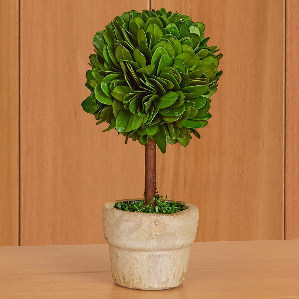 Mini Preserved Boxwood Topiaries