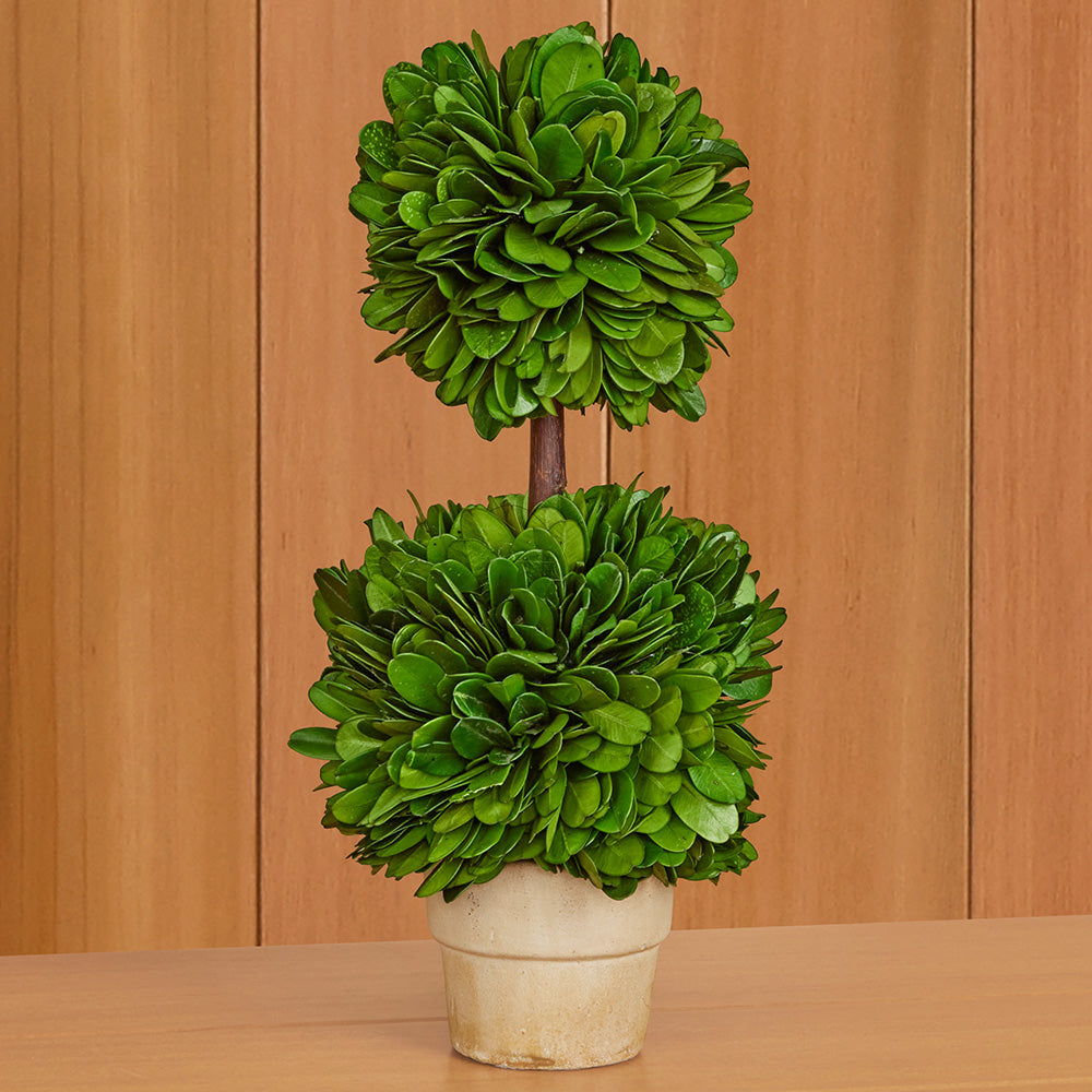 Mini Preserved Boxwood Topiaries