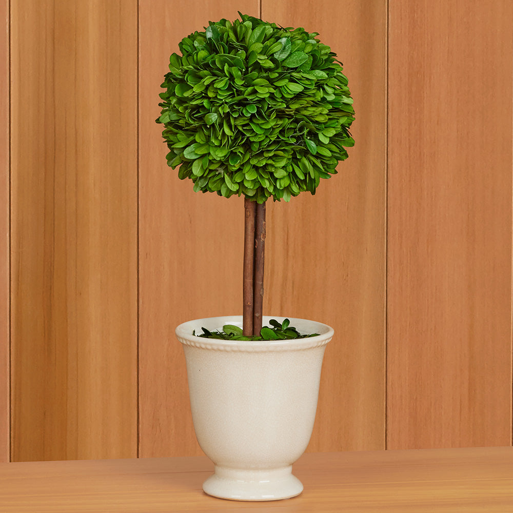 Preserved Boxwood Topiary in Crackled Ceramic Urn