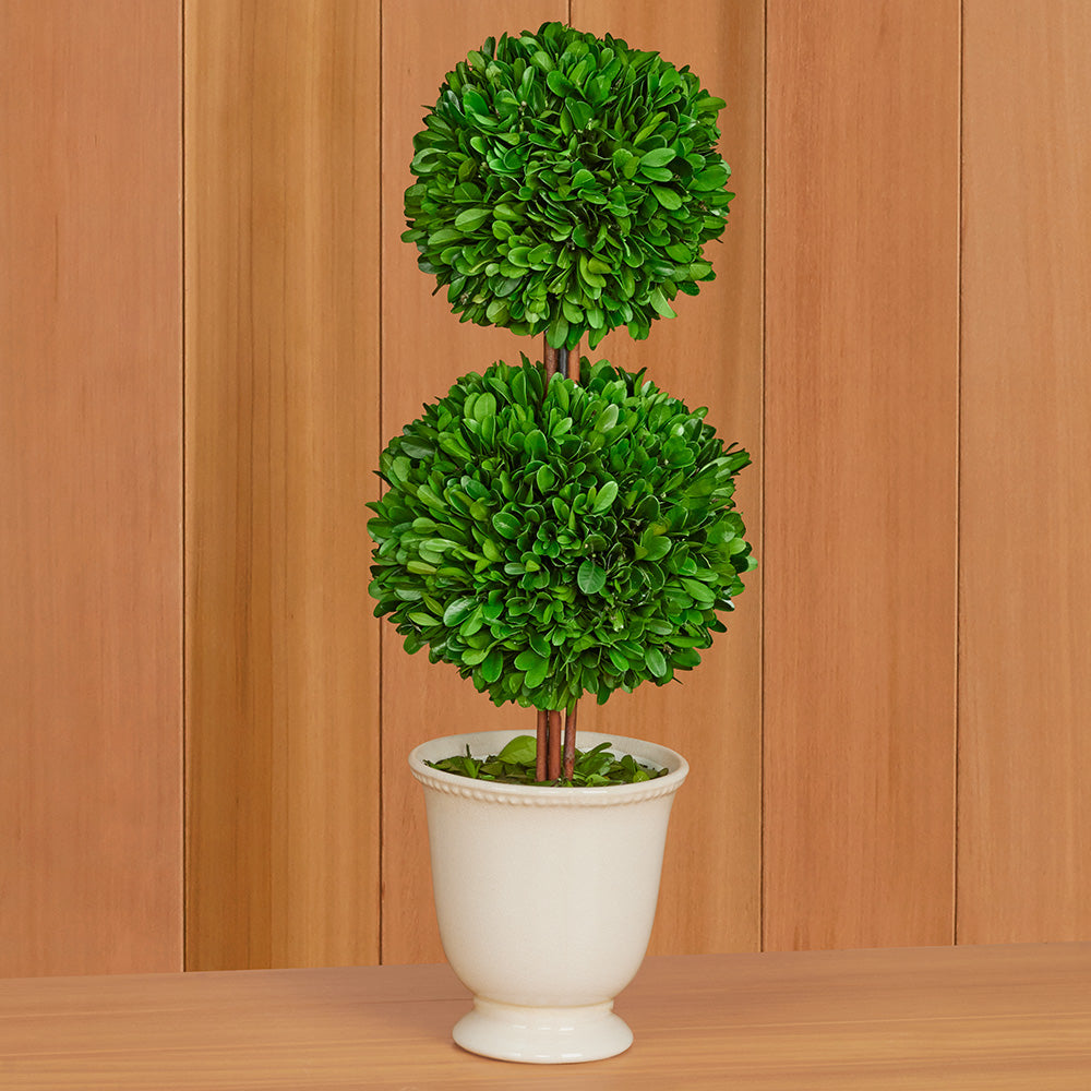 Preserved Boxwood Topiary in Crackled Ceramic Urn