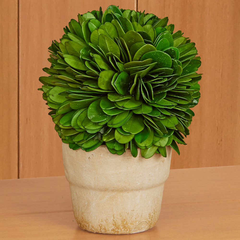 Mini Preserved Boxwood Topiaries