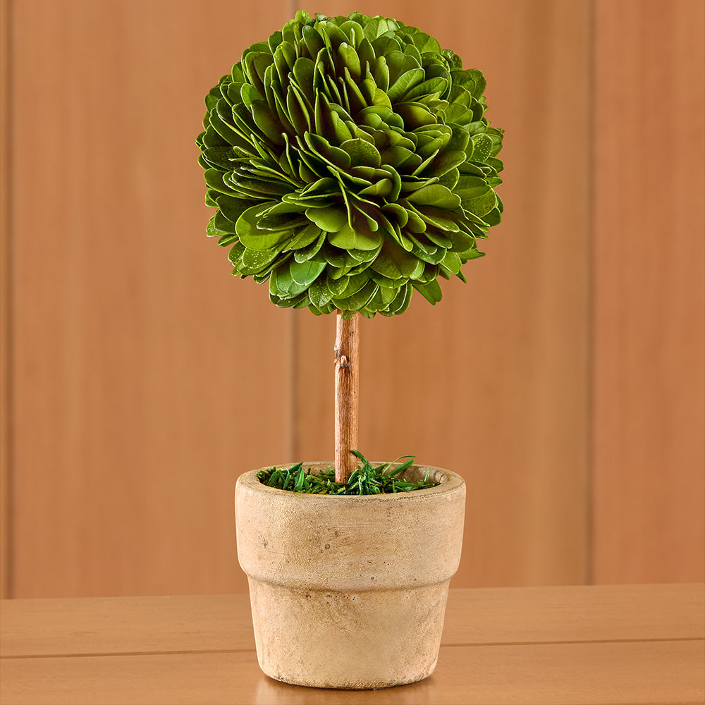 Mini Preserved Boxwood Topiaries