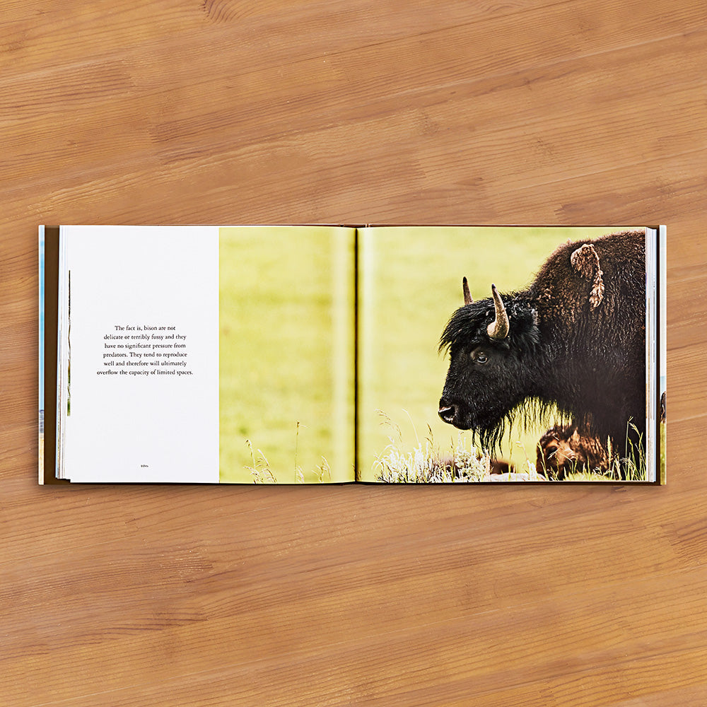 "Bison: Portrait of an Icon" by Audrey Hall