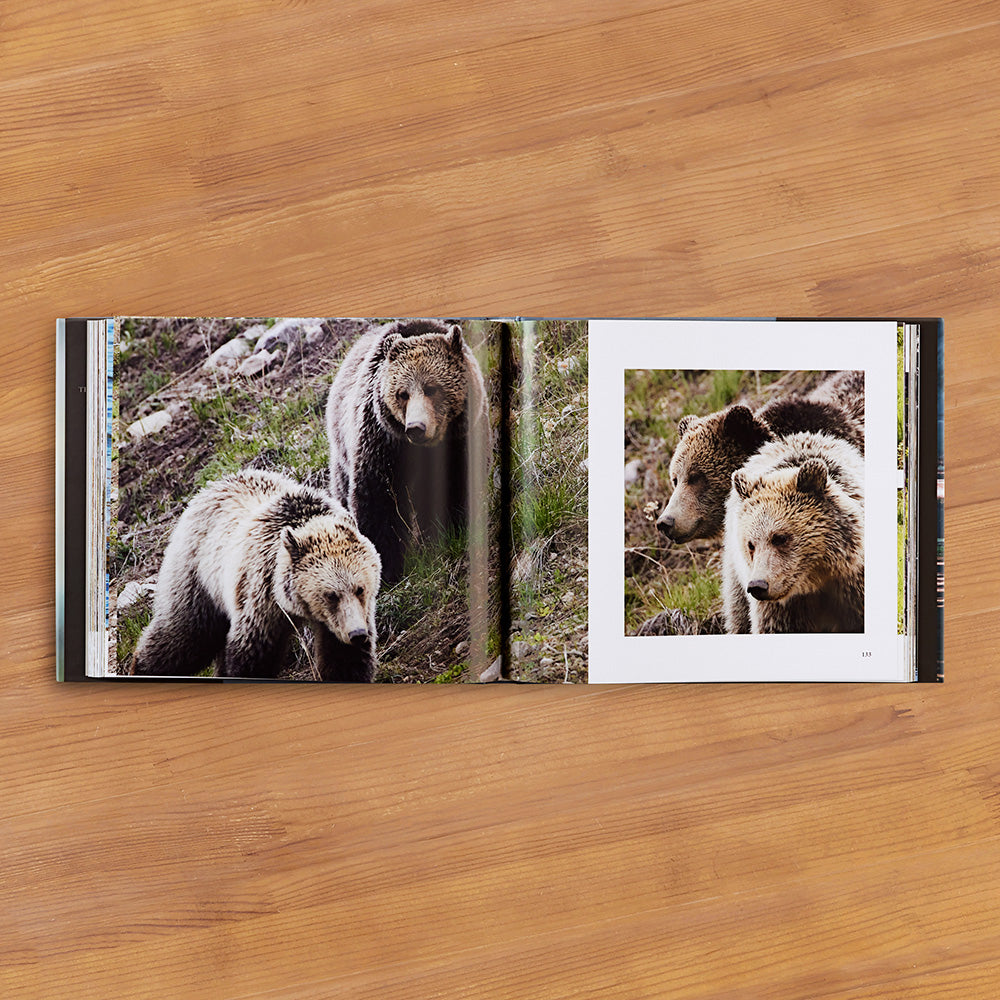 "Bears: The Mighty Grizzlies of the West" by Julie Argyle