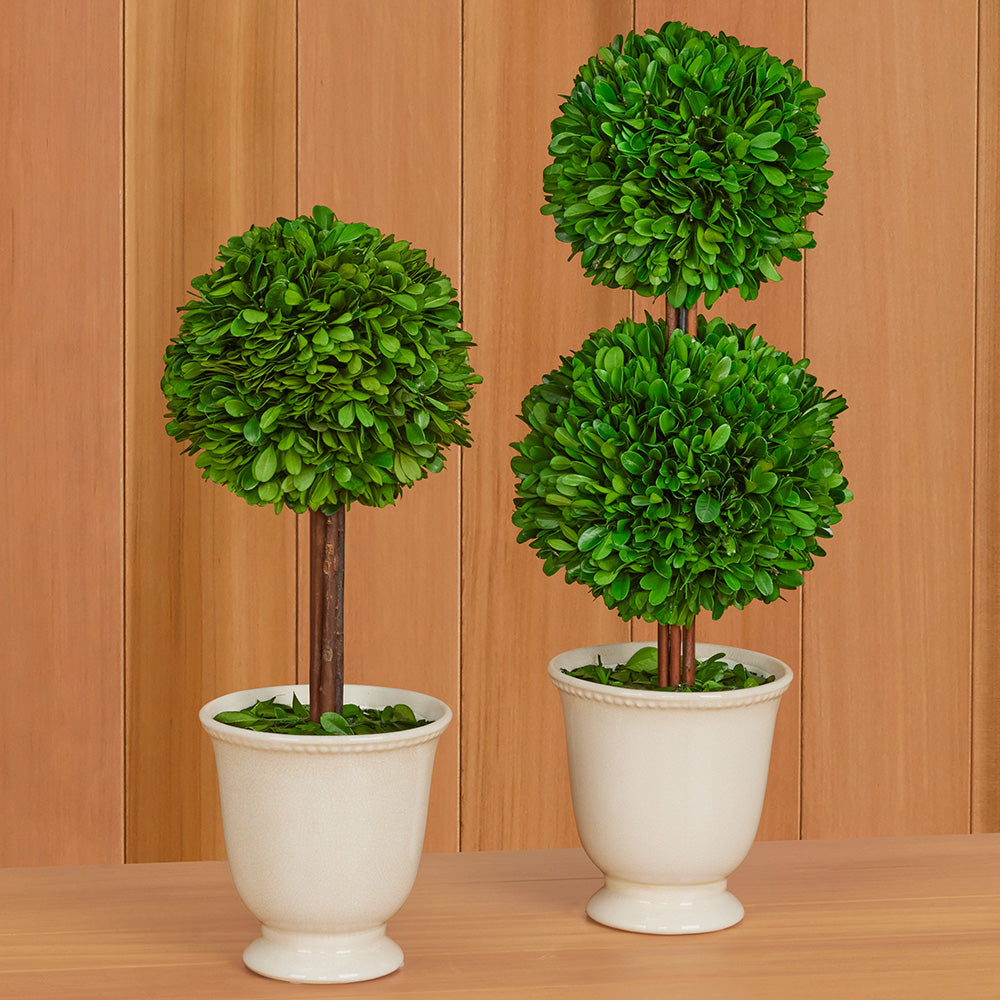 Preserved Boxwood Topiary in Crackled Ceramic Urn