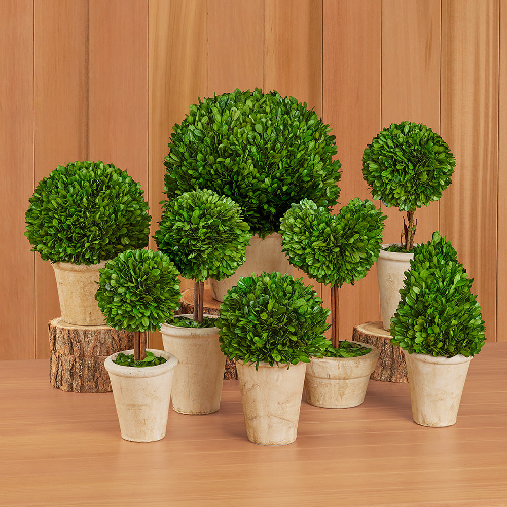 Tabletop Preserved Boxwood Topiaries