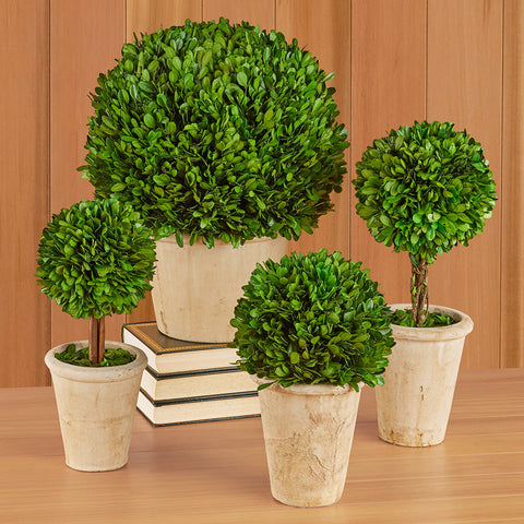 Tabletop Preserved Boxwood Topiaries