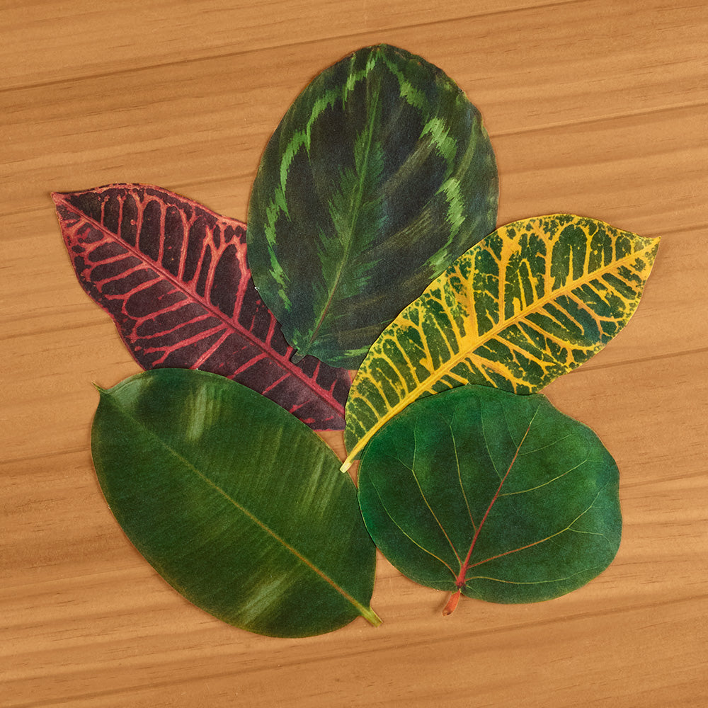 Decorative Parchment Paper Liners for Plate & Table, Leaves