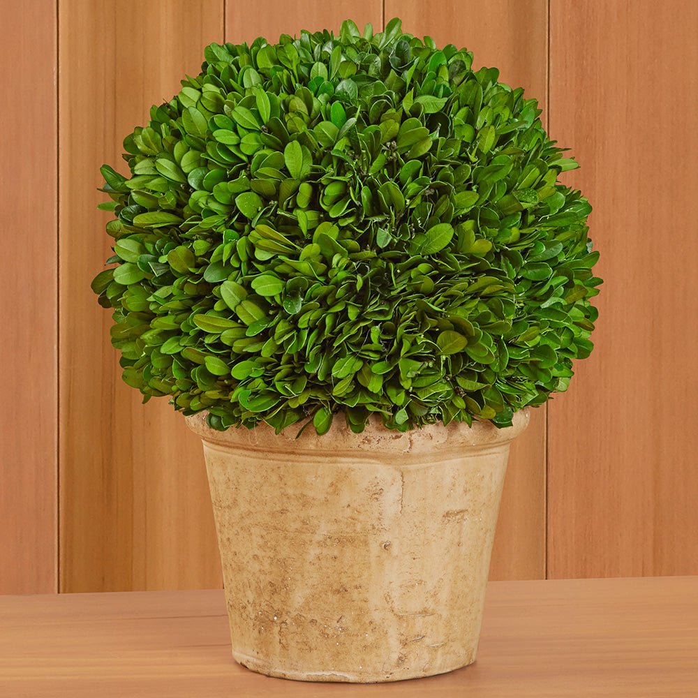 Tabletop Preserved Boxwood Topiaries