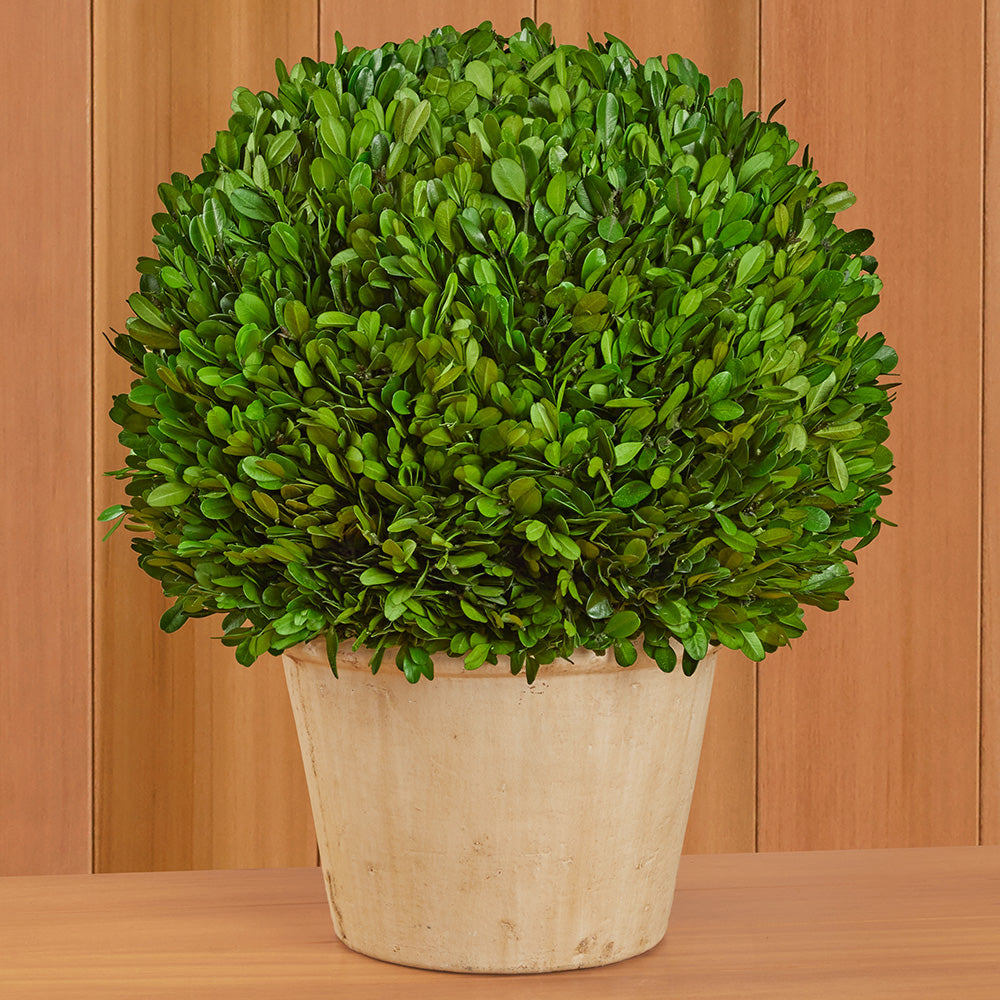 Tabletop Preserved Boxwood Topiaries