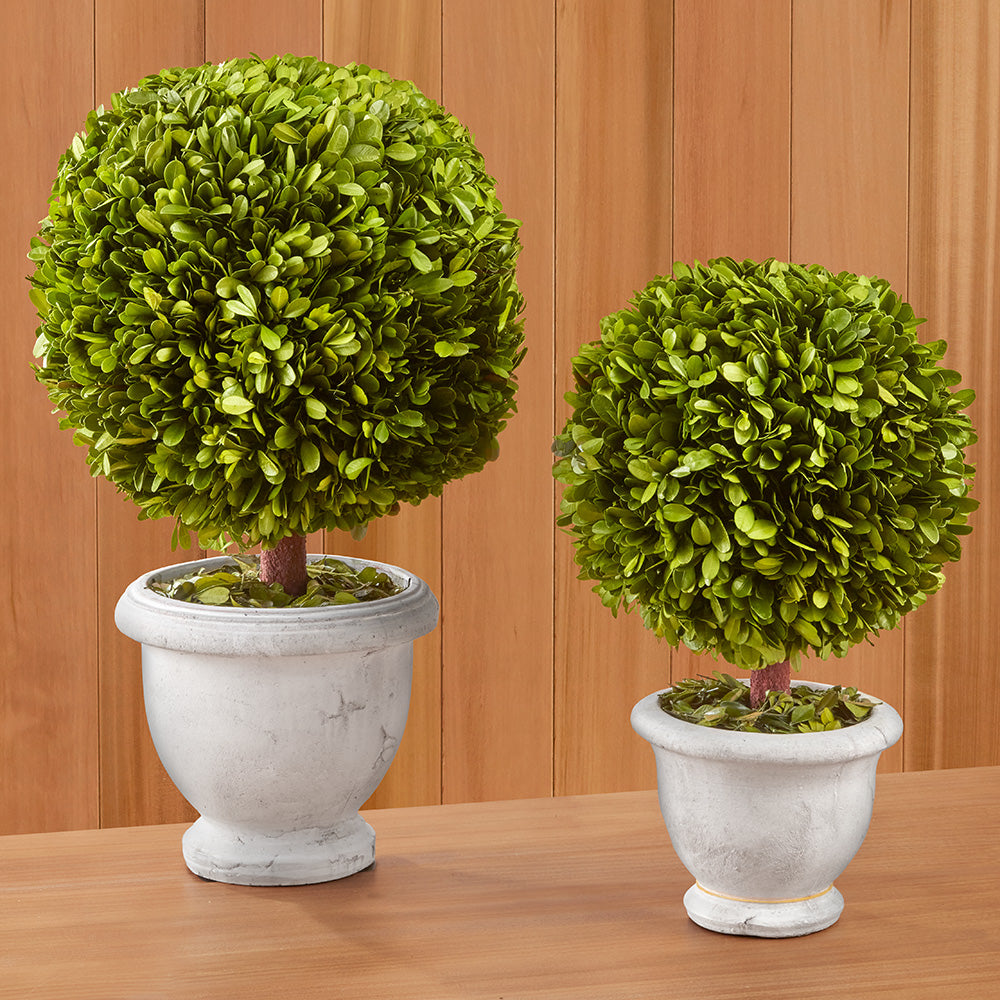 Preserved Boxwood Topiary in Ceramic Urn