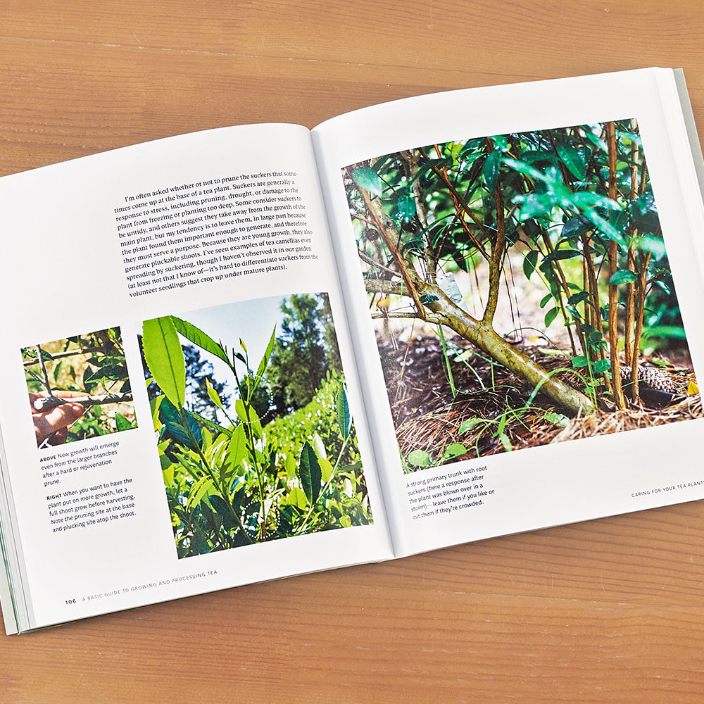 "Grow Your Own Tea" by Christine Parks and Susan M. Walcott