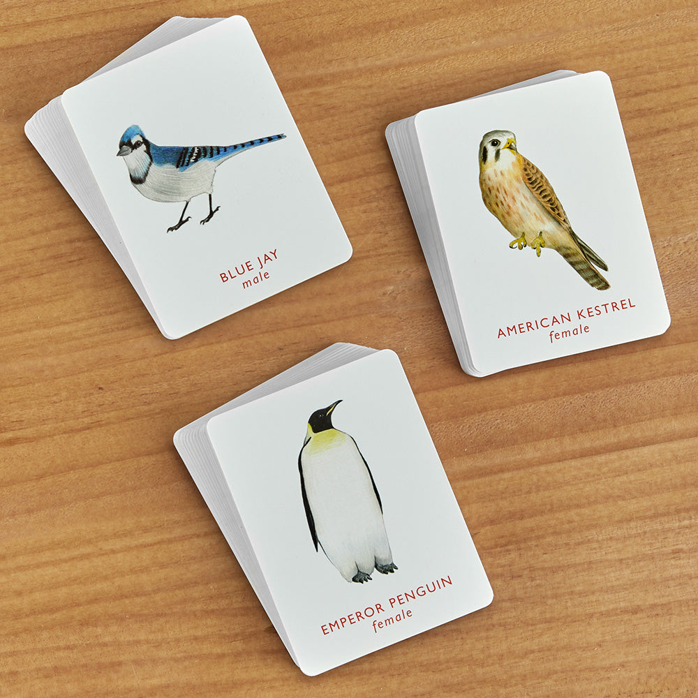 Match a Pair of Birds | A Memory Game Match a Pair of Birds | A Memory Game
