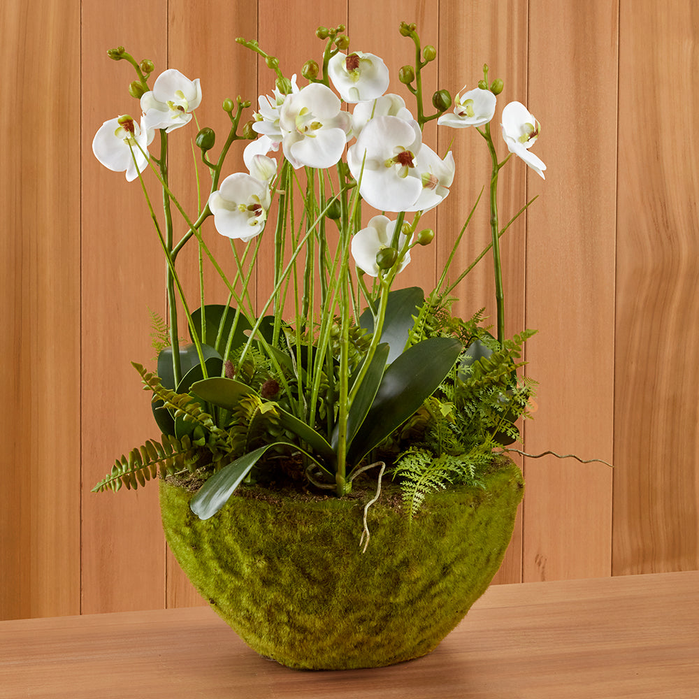 White Phalaenopsis Orchid & Fern Drop-in