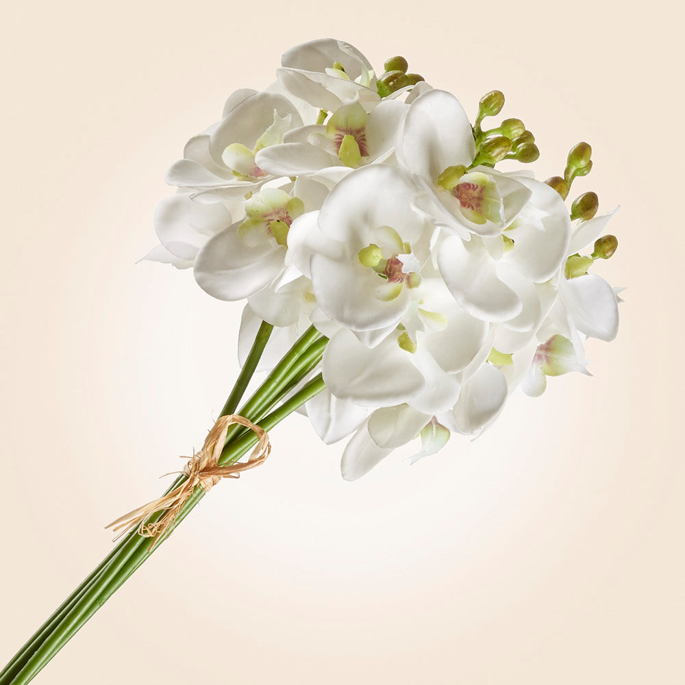 Bundle of Phalaenopsis Orchid Stems, 11.5"