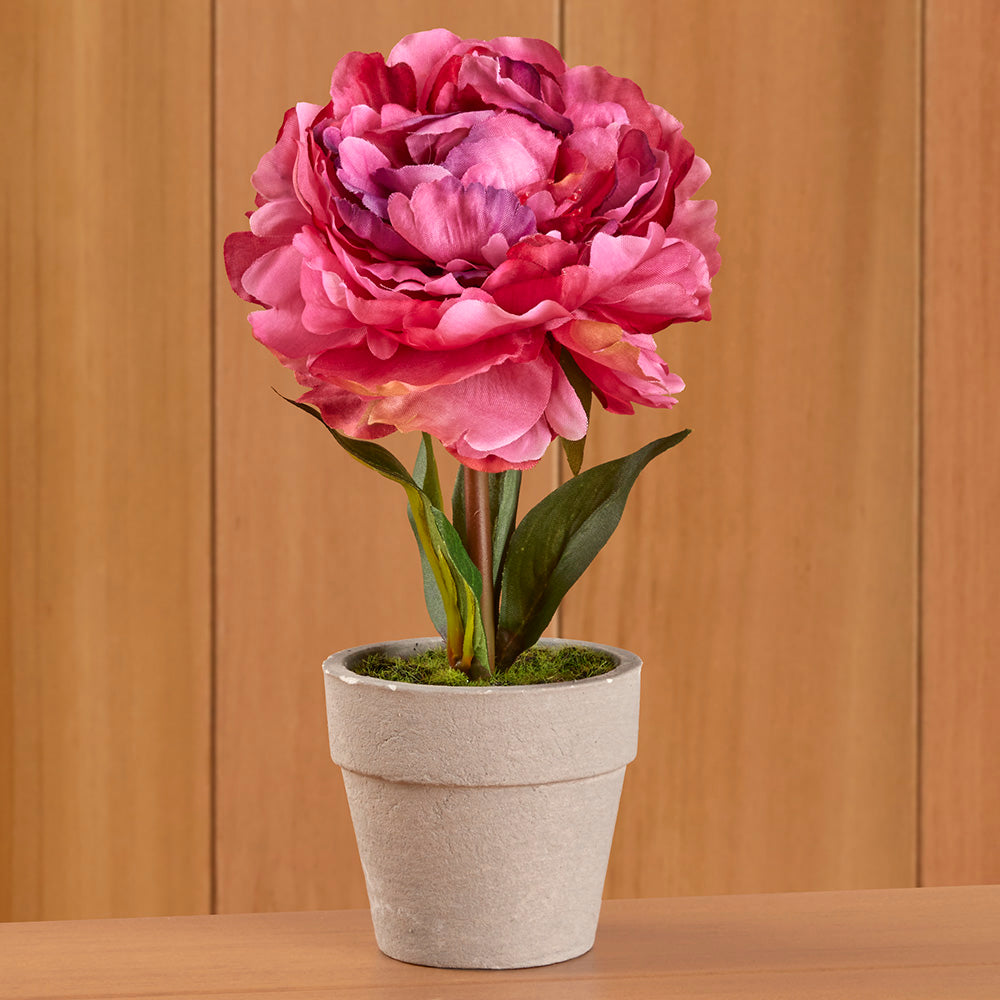 Mini Potted Peony