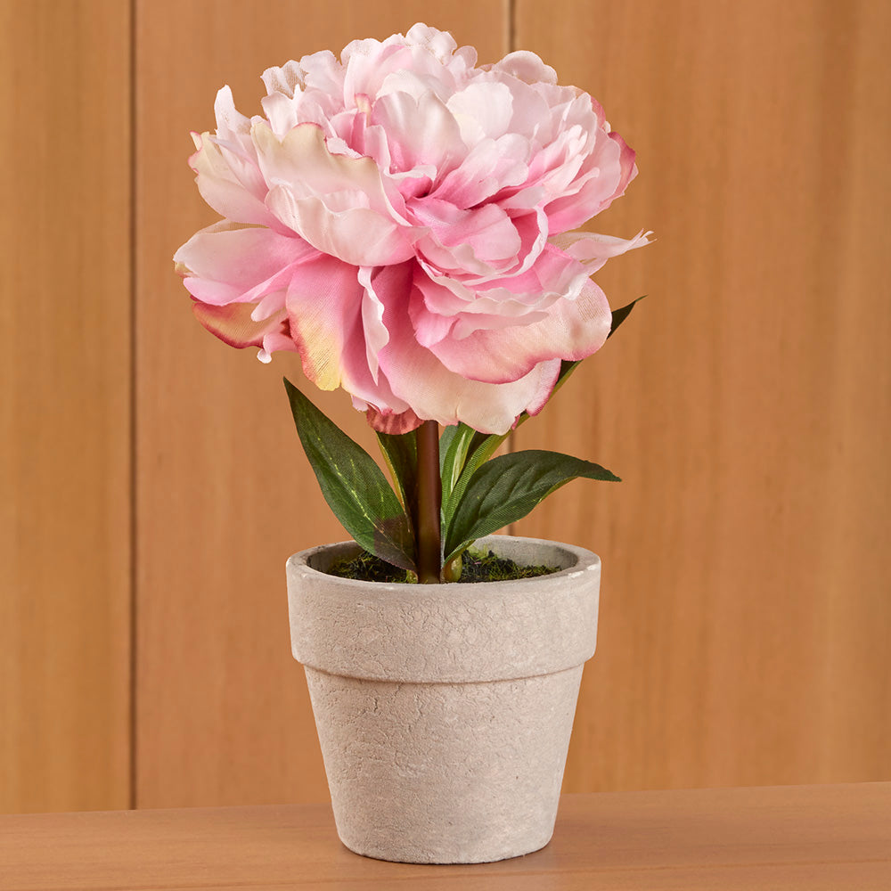 Mini Potted Peony