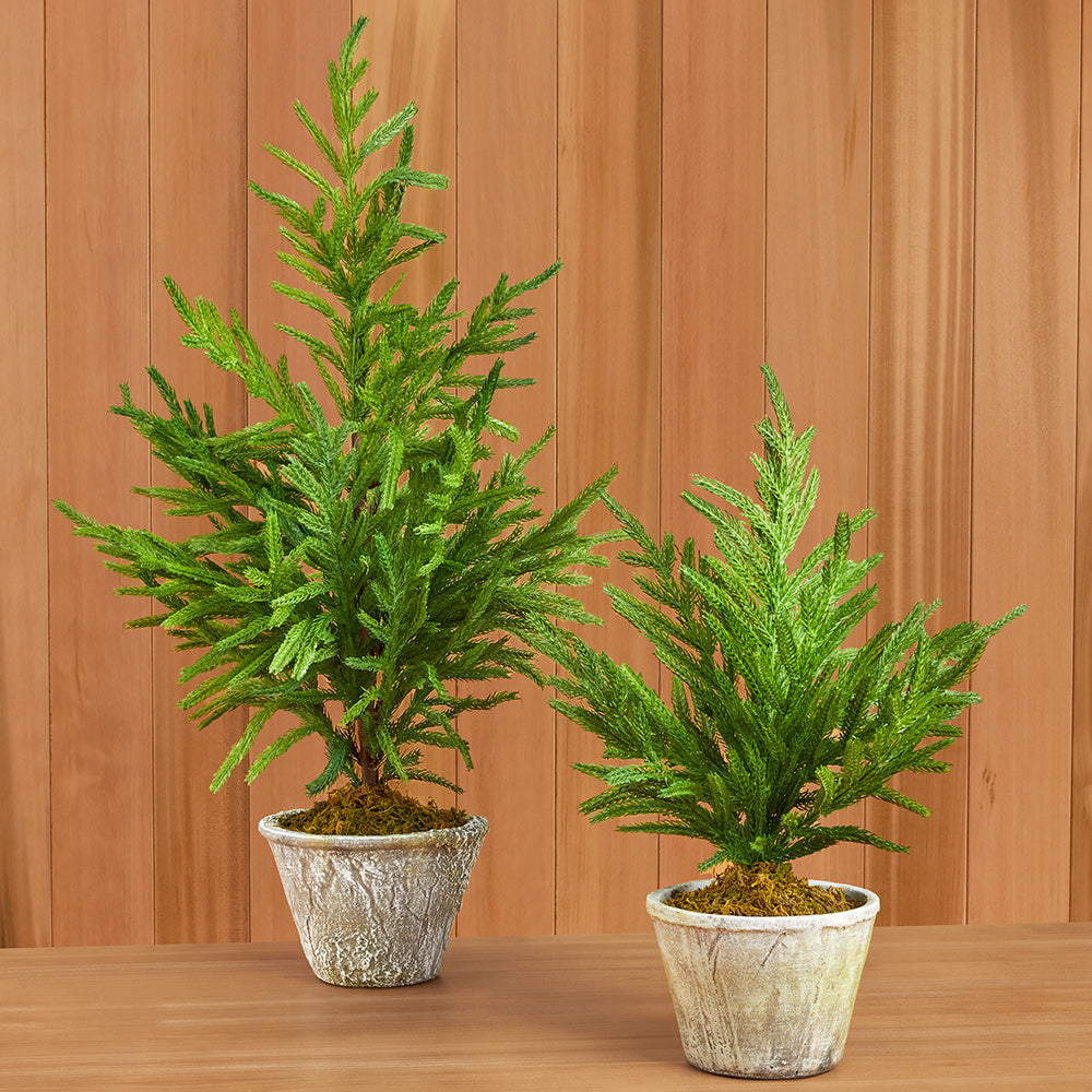 Faux Norfolk Pine Tree