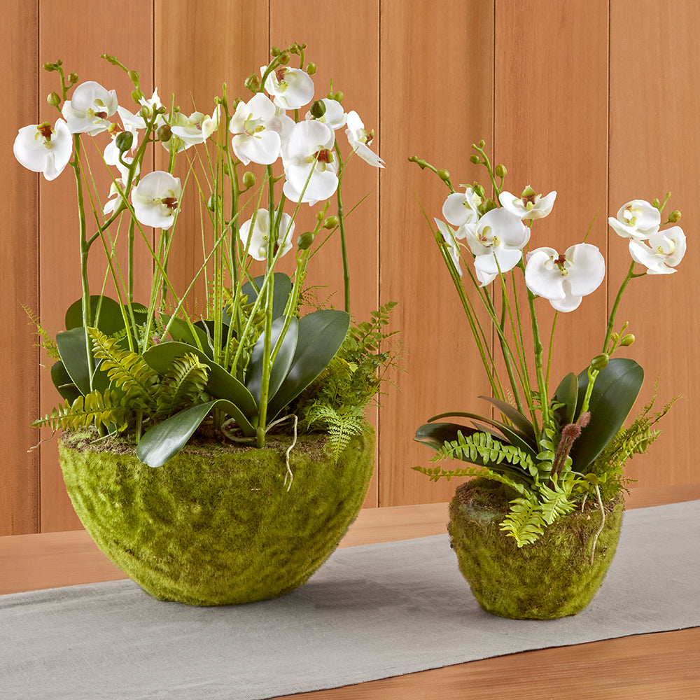 White Phalaenopsis Orchid & Fern Drop-in
