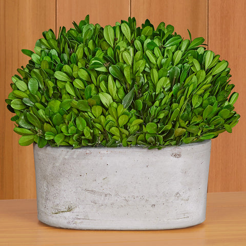 Preserved Boxwood in Concrete Pot