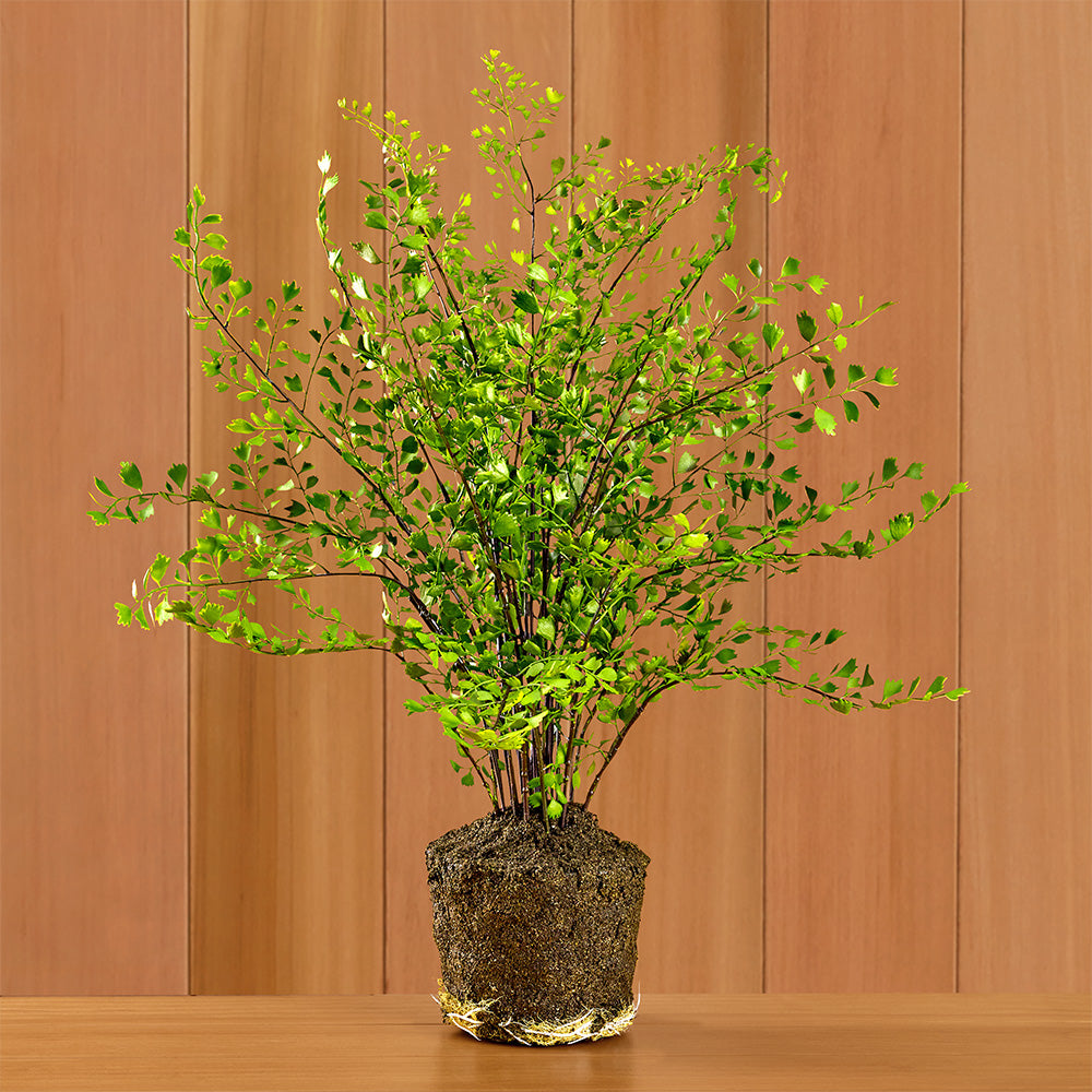 Napa Home & Garden Maidenhair Fern Drop-In