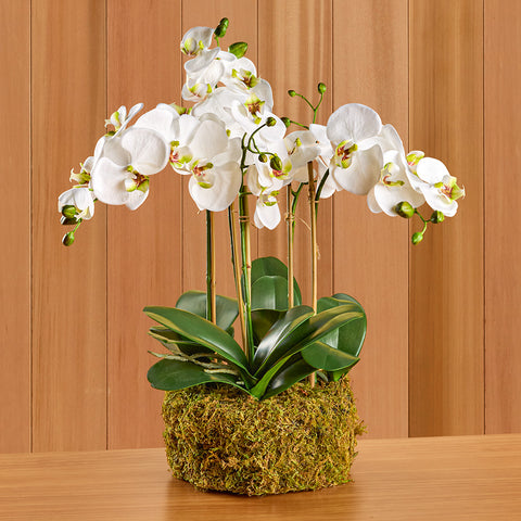 Napa Home & Garden White Phalaenopsis Orchid Drop-In, 20"